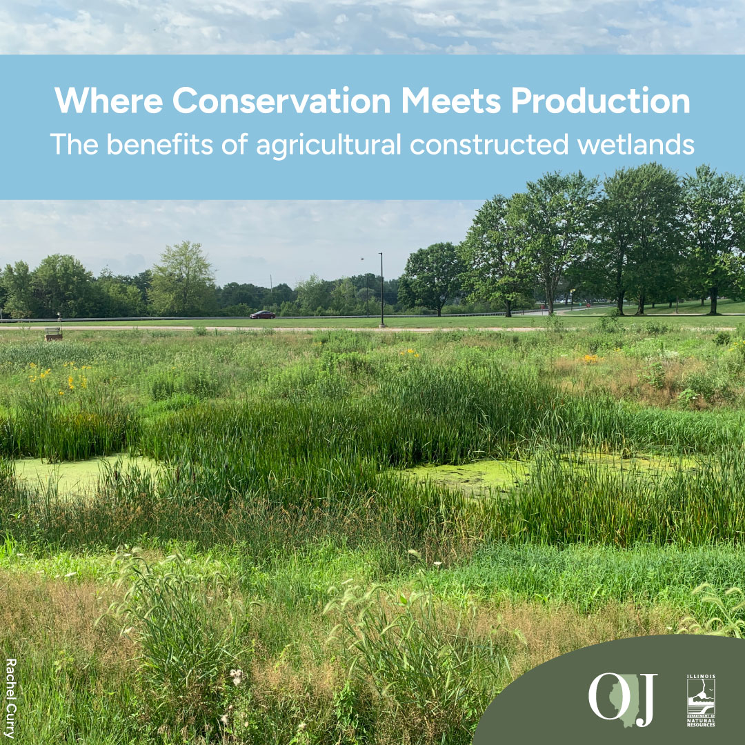 Where Conservation Meets Production: The benefits of agricultural constructed wetlands