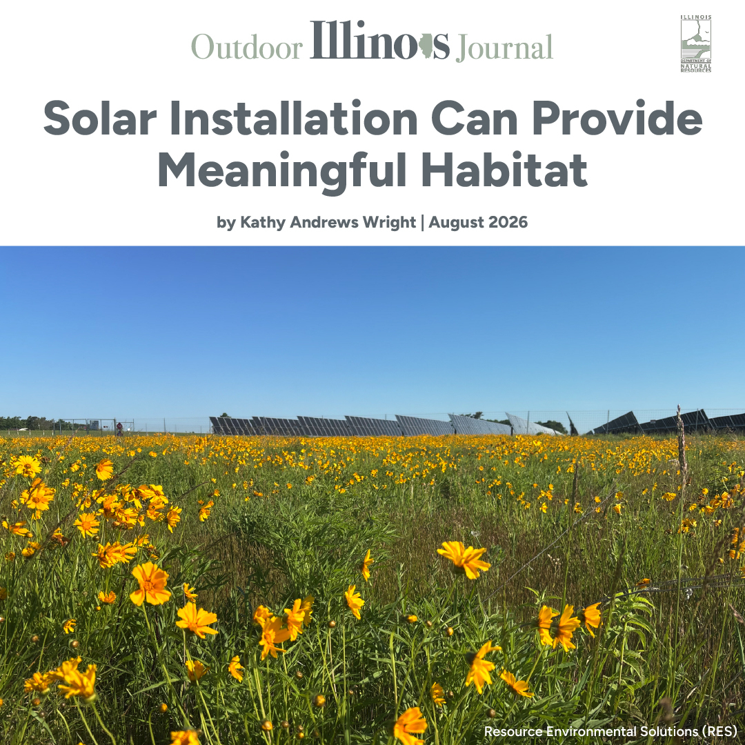 Solar Installation Can Provide Meaningful Habitat