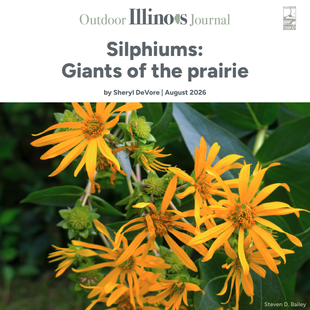 Silphiums: Giants of the prairie add copious yellow bouquets in summer