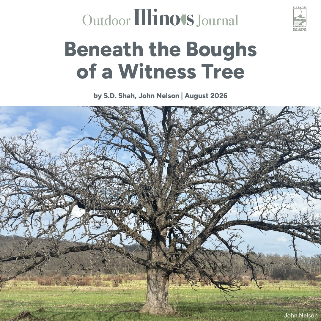 Beneath the Boughs of a Witness Tree